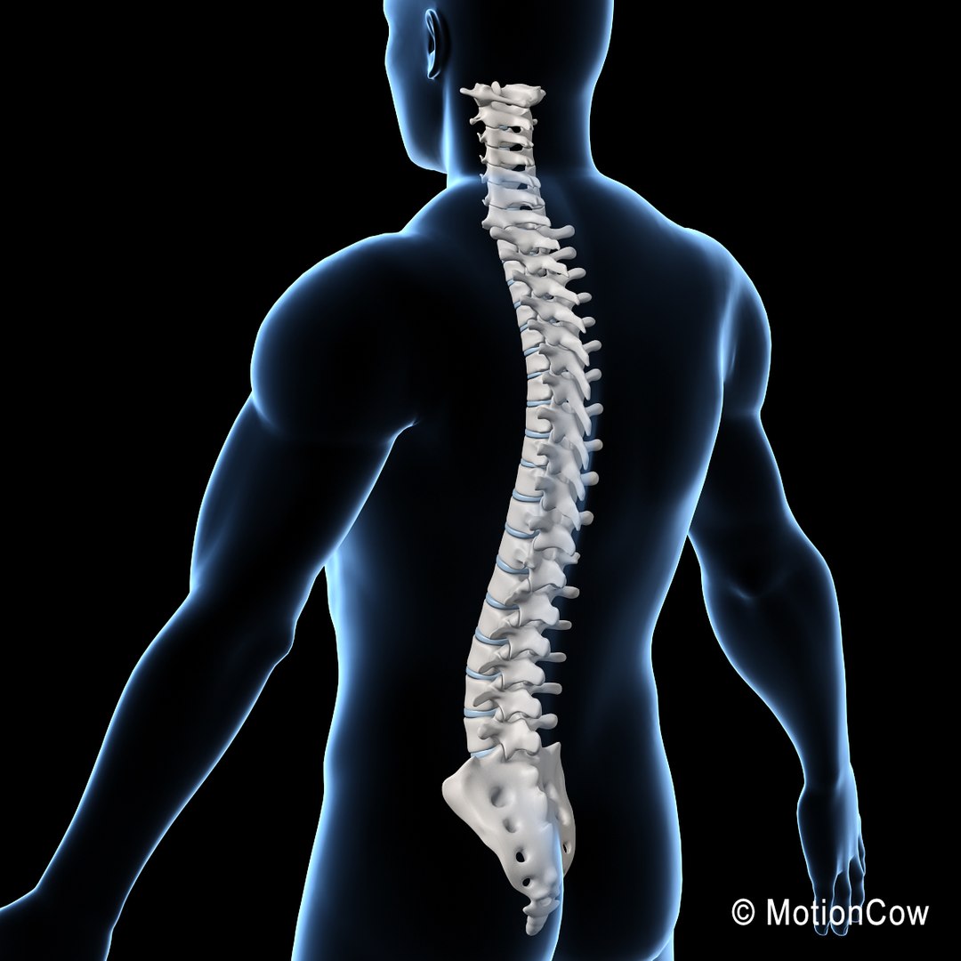 3d model human skeletal skeleton bones https://p.turbosquid.com/ts-thumb/SP/5eQBIb/niexL70T/spine_o/jpg/1371434988/1920x1080/fit_q87/e94666452747b6ec50cf8ce060bd224423c7f46f/spine_o.jpg