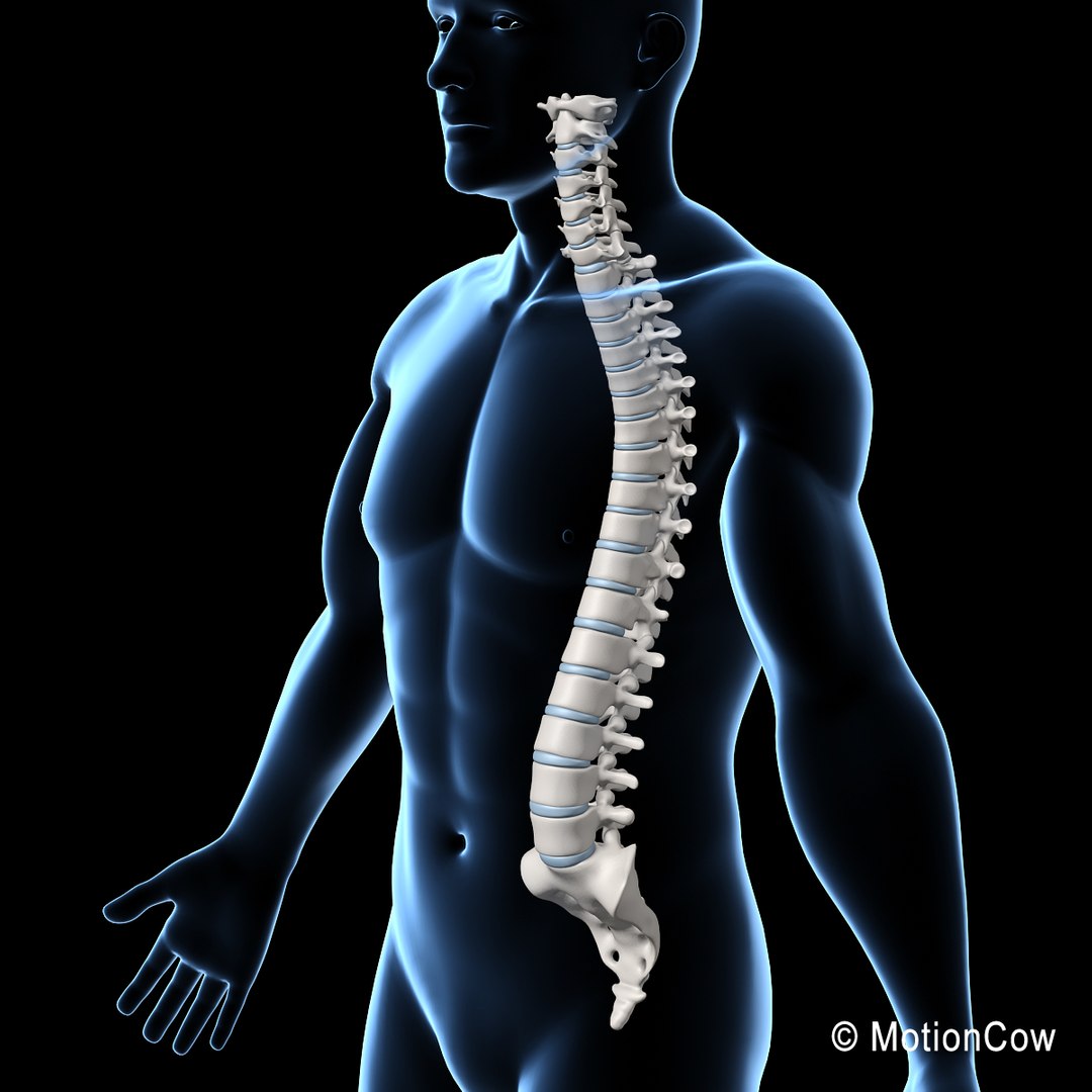 3d model human skeletal skeleton bones https://p.turbosquid.com/ts-thumb/SP/5eQBIb/rHKhymQ0/spine_n/jpg/1371434987/1920x1080/fit_q87/95650a725ce53b4337ba9904923397a9b9c15d58/spine_n.jpg