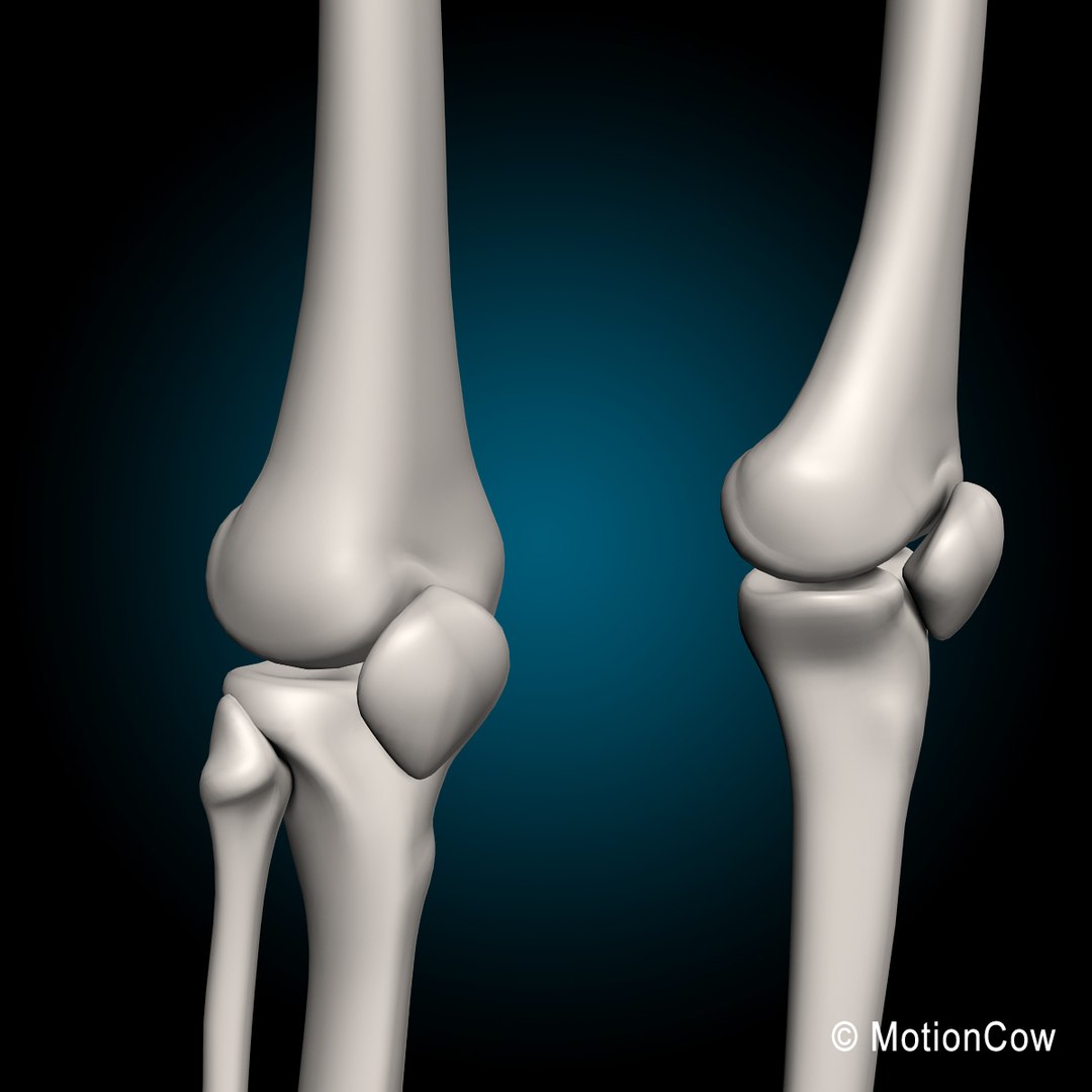 3d model human skeletal skeleton bones https://p.turbosquid.com/ts-thumb/SP/5eQBIb/u99OeikF/skeleton_knee/jpg/1371434987/1920x1080/fit_q87/01bc8df515e054d439986eaca8b2263a4e2ea98f/skeleton_knee.jpg