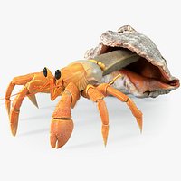 Hermit Crab Static