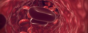 blood cells vein 3d model