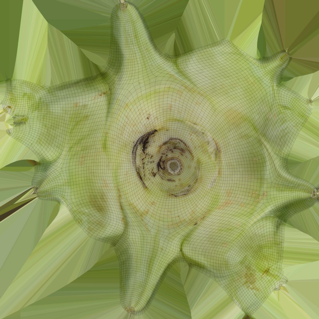 Kohlrabi German Turnip Collection 3D model https://p.turbosquid.com/ts-thumb/SP/AiCc2G/es/kohlrabi02_e0004/png/1783975315/1920x1080/fit_q87/04b97333226847c261b6802804f1866ee24afdc3/kohlrabi02_e0004.jpg