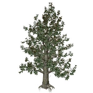 3D Southern Magnolia Tree - 05 -