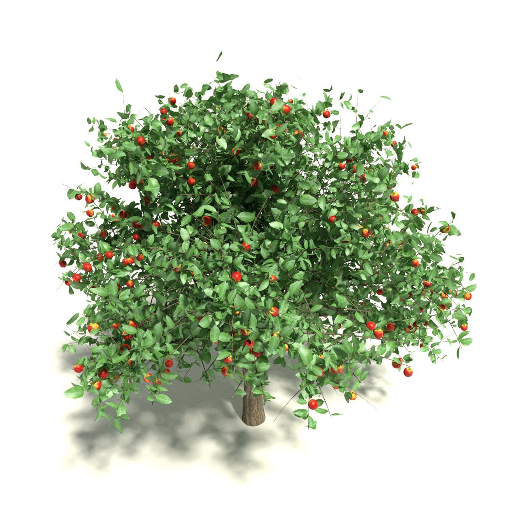 Apple tree 3D - TurboSquid 791448