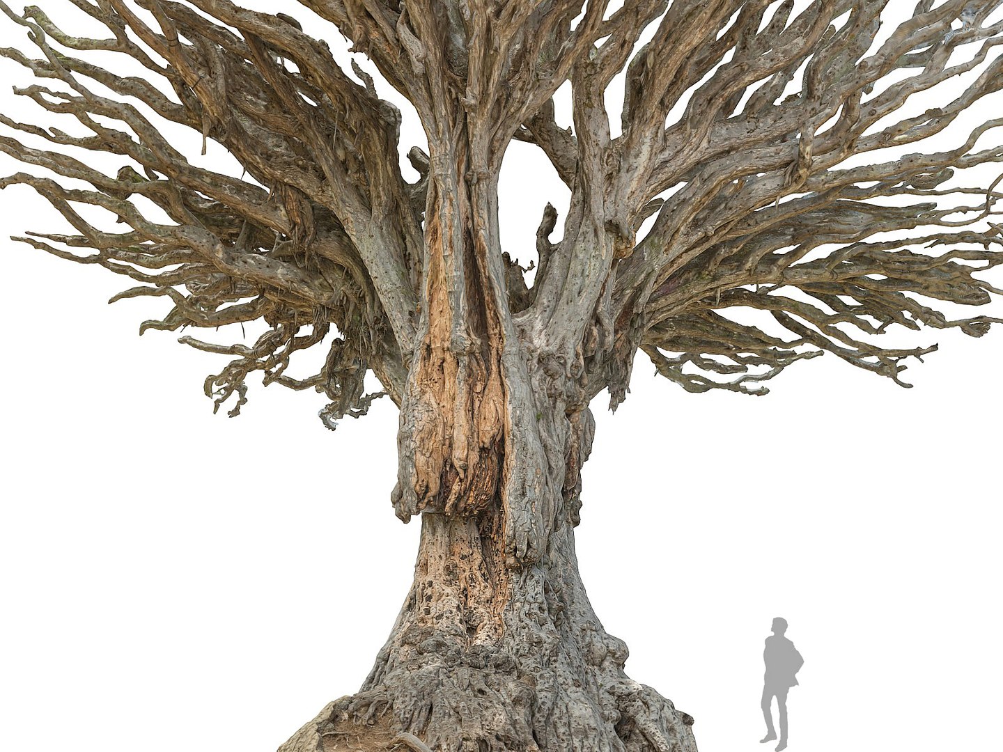dragon tree old 3d model https://p.turbosquid.com/ts-thumb/SP/WyZA7X/1A3SQLWL/090090/jpg/1442419941/1920x1080/fit_q87/400c87ce1bbe58c7fc753574152d881cd5656033/090090.jpg