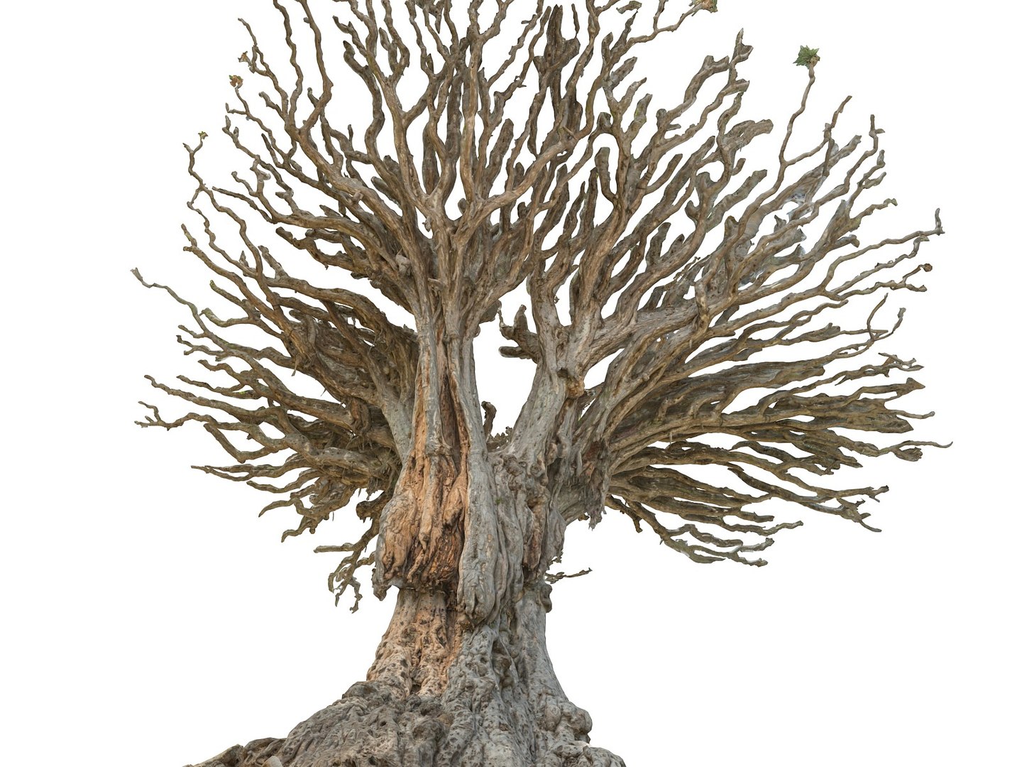 dragon tree old 3d model https://p.turbosquid.com/ts-thumb/SP/WyZA7X/1atPrdX6/67657567/jpg/1442419998/1920x1080/fit_q87/2954f672f042e0850a7524e65a084f7e044cc3a2/67657567.jpg