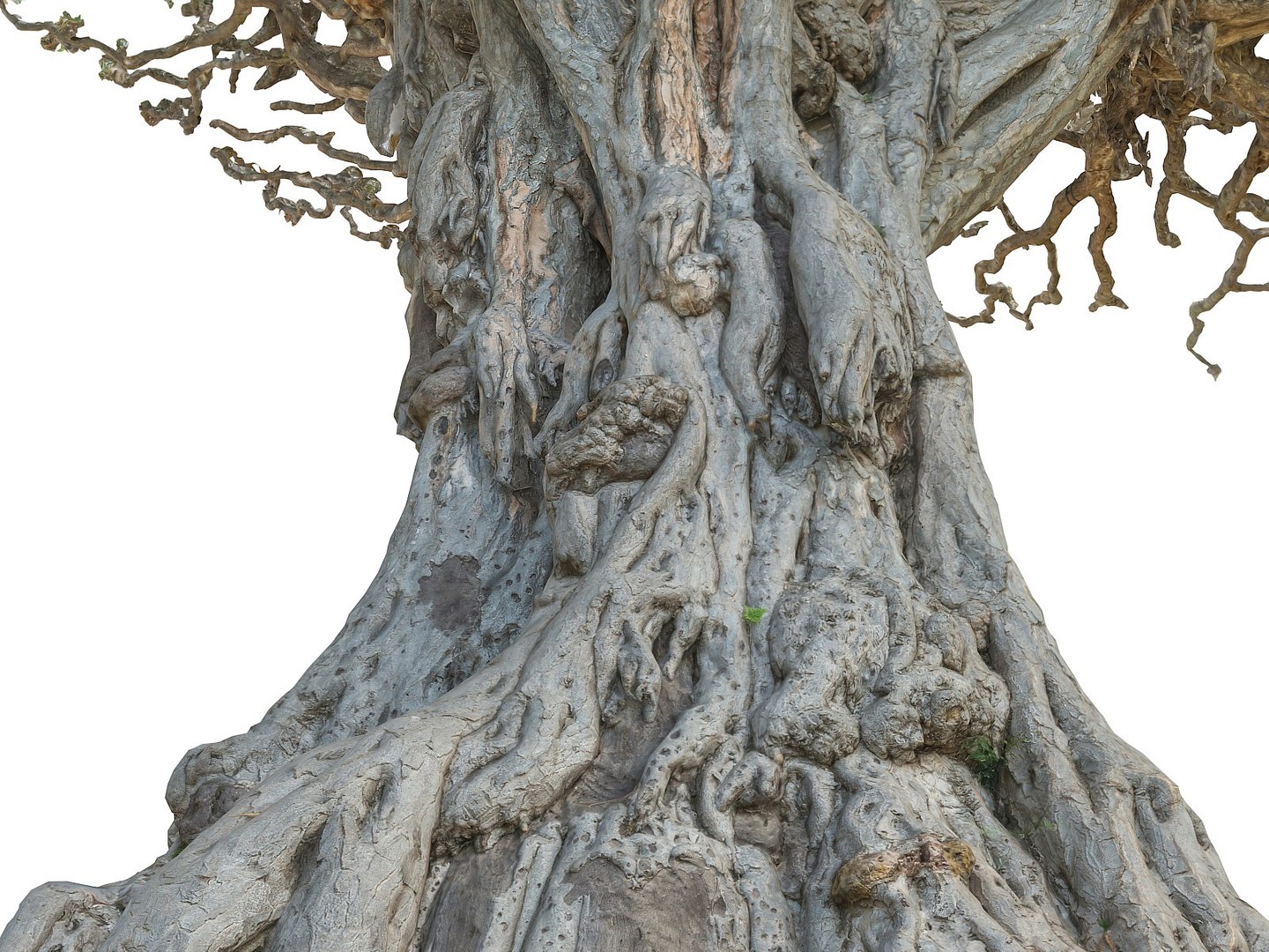 dragon tree old 3d model https://p.turbosquid.com/ts-thumb/SP/WyZA7X/9X5DdltD/090090/jpg/1442419998/1920x1080/fit_q87/64f324d2a965a5bdfc500299f36bbb783af0bf12/090090.jpg