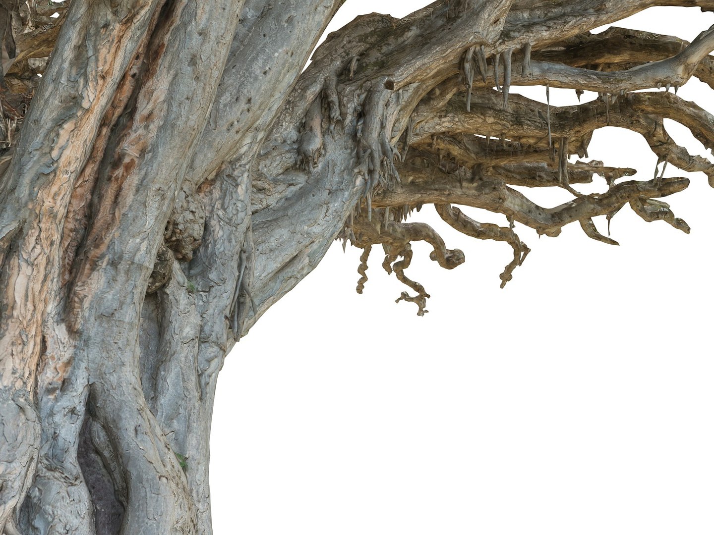 dragon tree old 3d model https://p.turbosquid.com/ts-thumb/SP/WyZA7X/PD6JVKLH/0900/jpg/1442419986/1920x1080/fit_q87/d202a88698d8a3a160a61a47ff731421d4e11332/0900.jpg