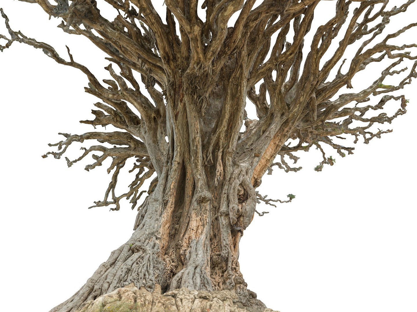 dragon tree old 3d model https://p.turbosquid.com/ts-thumb/SP/WyZA7X/SAYlvJog/7878678678/jpg/1442419998/1920x1080/fit_q87/06b397ba2339038baeba7c4bfa2de14f4a2a0a5f/7878678678.jpg