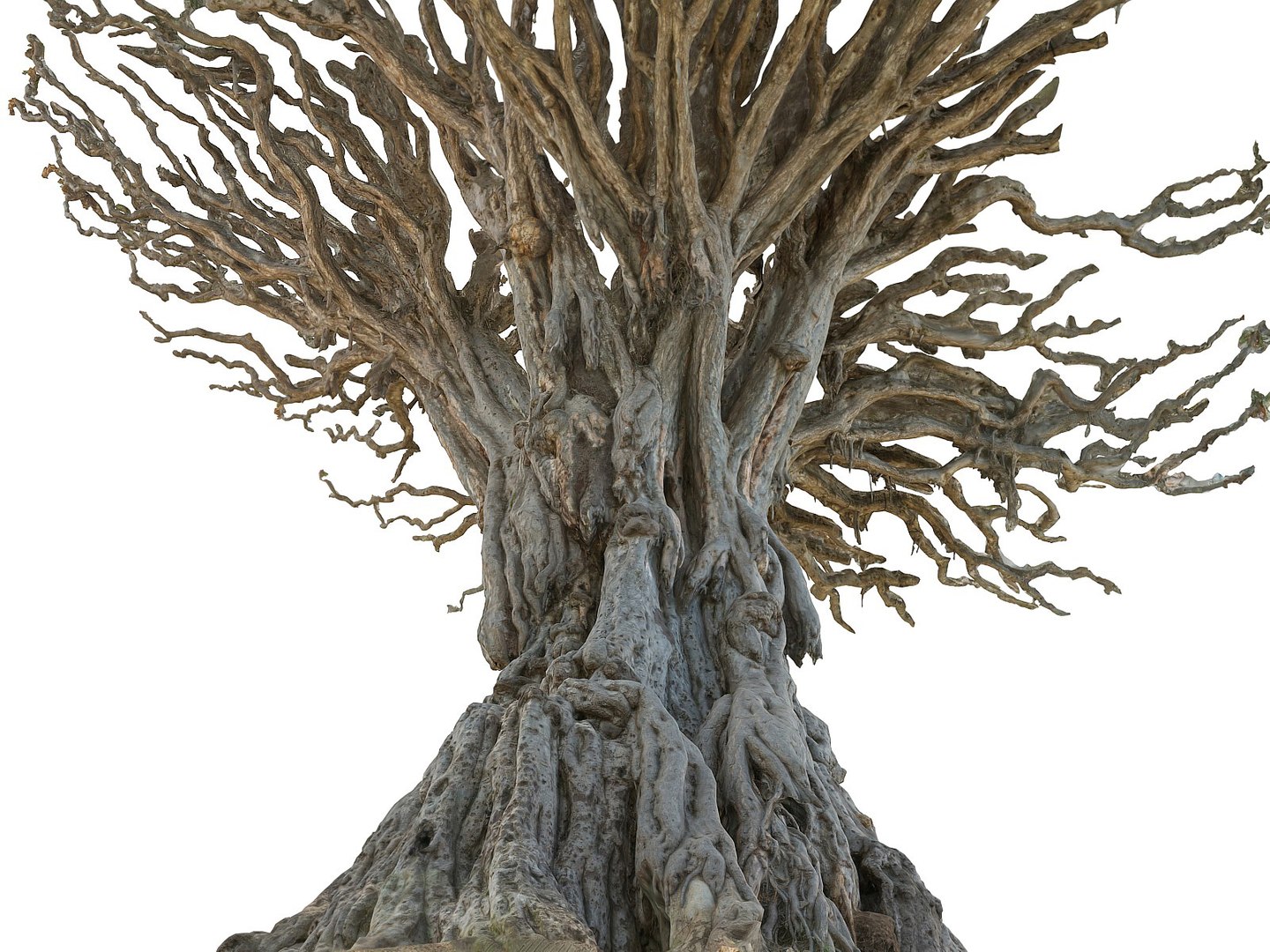 dragon tree old 3d model https://p.turbosquid.com/ts-thumb/SP/WyZA7X/SsFe6x3A/09009/jpg/1442419986/1920x1080/fit_q87/f2c81d2b18191e297b5c7a4bc8e9c706fb30999b/09009.jpg