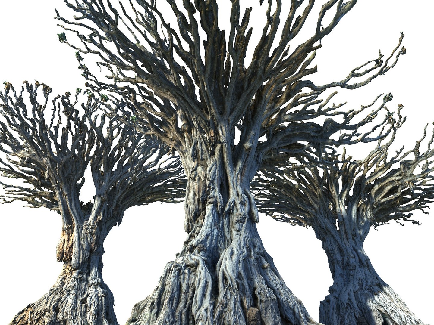 dragon tree old 3d model https://p.turbosquid.com/ts-thumb/SP/WyZA7X/ftNvNNrv/67678/jpg/1442420007/1920x1080/fit_q87/888f156c97a59746521cb5930fba1aaa6ffcc446/67678.jpg