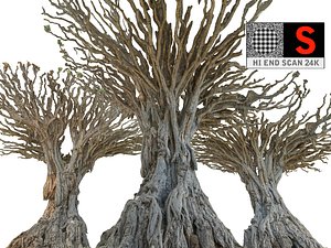 Dragon tree 24K