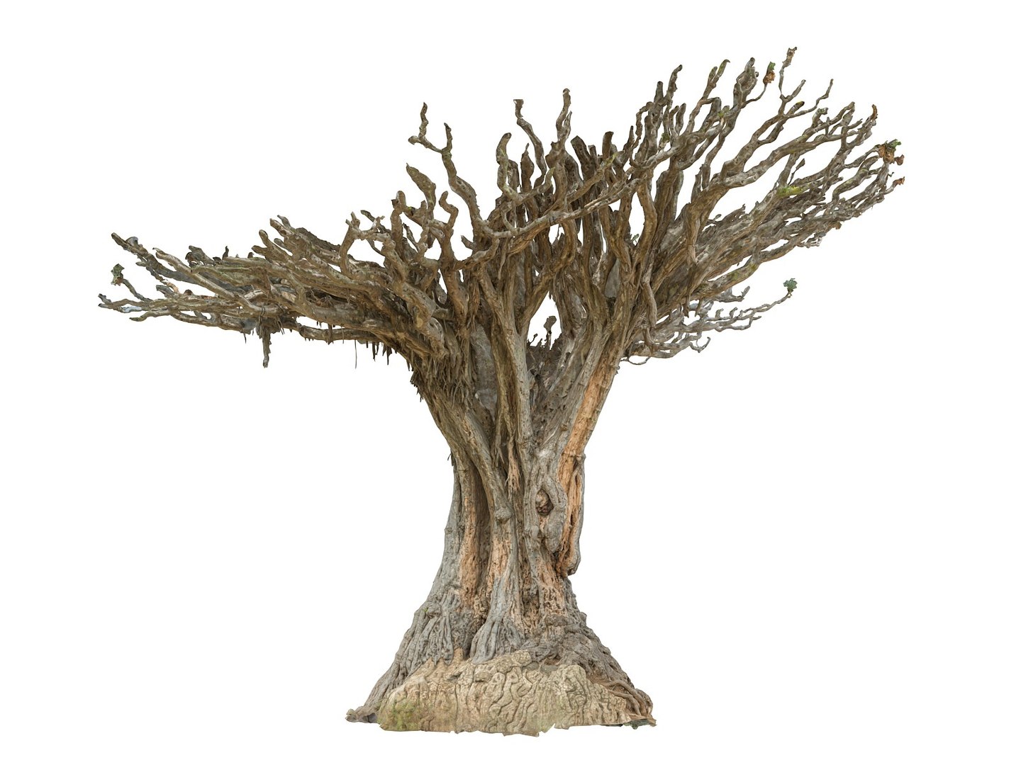 dragon tree old 3d model https://p.turbosquid.com/ts-thumb/SP/WyZA7X/pK6xXzRl/00/jpg/1442419949/1920x1080/fit_q87/7744f62794519c4c2ee2d7ff95d7c331d5577861/00.jpg