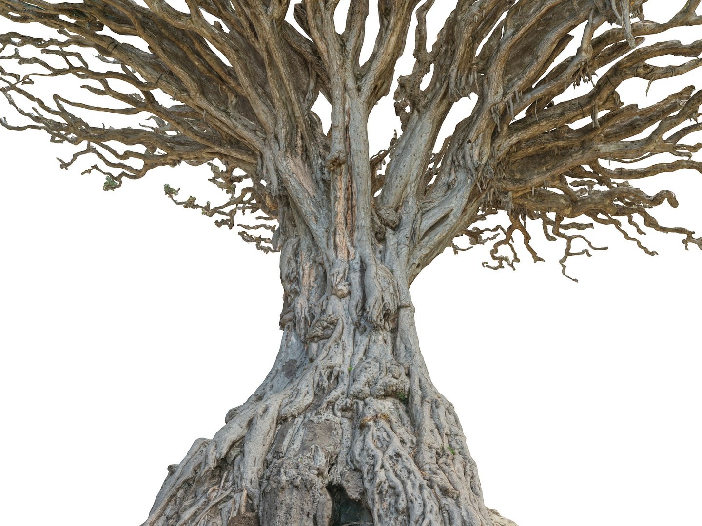 dragon tree old 3d model https://p.turbosquid.com/ts-thumb/SP/WyZA7X/q6joYv4G/099090/jpg/1442419986/1920x1080/fit_q87/ed5307202a12a1cca9be38054874387fccbf2a3e/099090.jpg