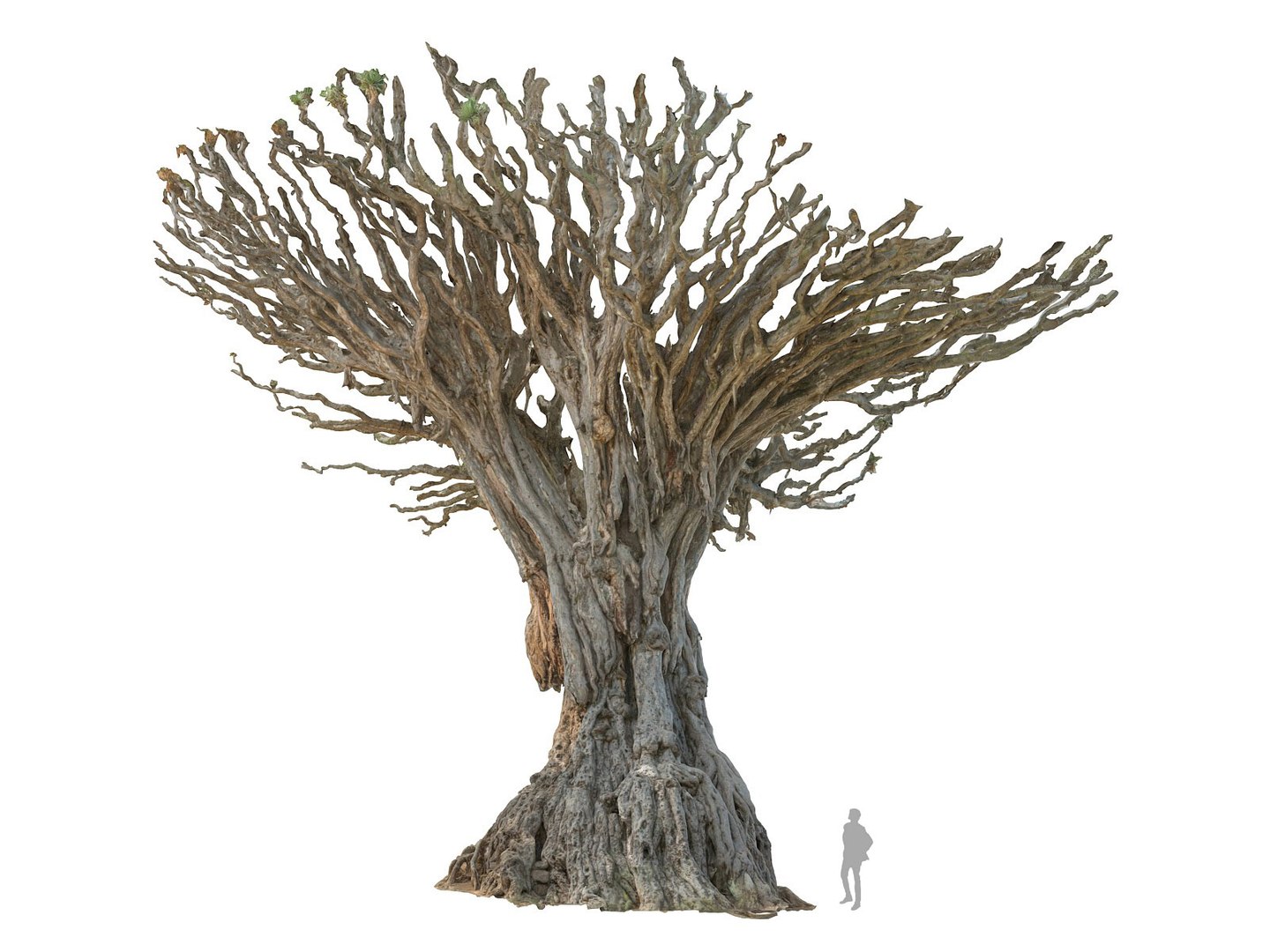 dragon tree old 3d model https://p.turbosquid.com/ts-thumb/SP/WyZA7X/qXSAoGrP/0090/jpg/1442419949/1920x1080/fit_q87/1c9d6a61fbb8697648748898b076f1ed96aa8f12/0090.jpg