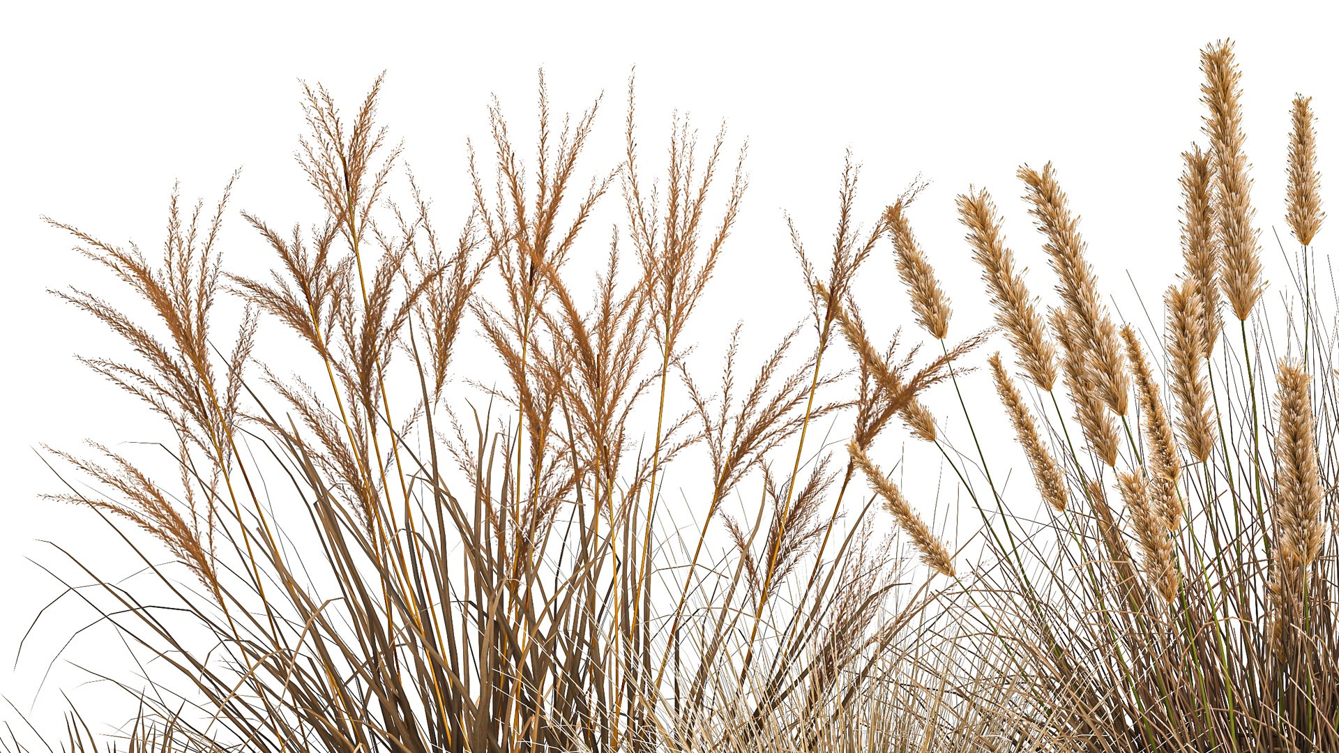 Pampas grass for landscaping 1072 model https://p.turbosquid.com/ts-thumb/SP/YcWuF7/A4/1pampasgrass1611202107/jpg/1637143657/1920x1080/fit_q87/9d1383b5e877f70f0ad3a3c91e8825dec5723800/1pampasgrass1611202107.jpg