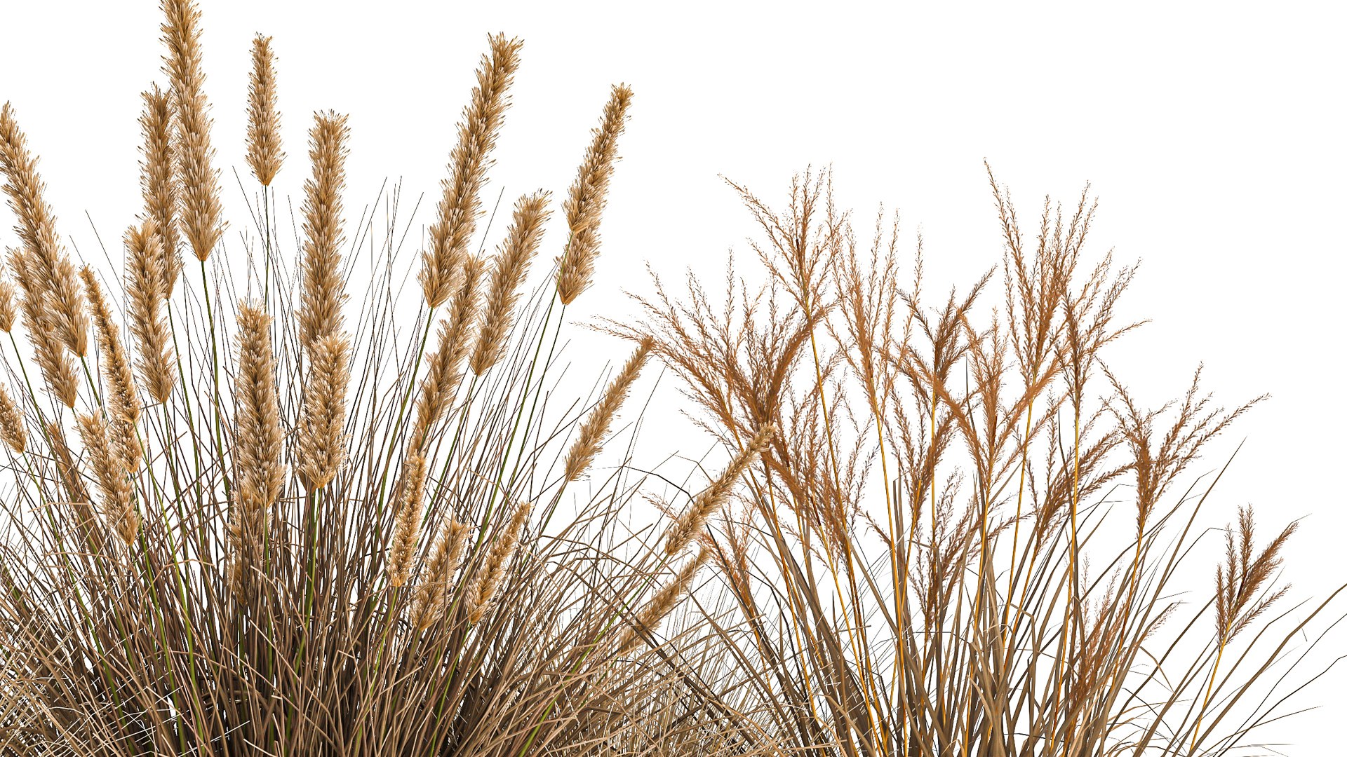 Pampas grass for landscaping 1072 model https://p.turbosquid.com/ts-thumb/SP/YcWuF7/PA/1pampasgrass1611202106/jpg/1637143656/1920x1080/fit_q87/2e91fda22b65676422fc7e1e8c6f853fe7814d65/1pampasgrass1611202106.jpg