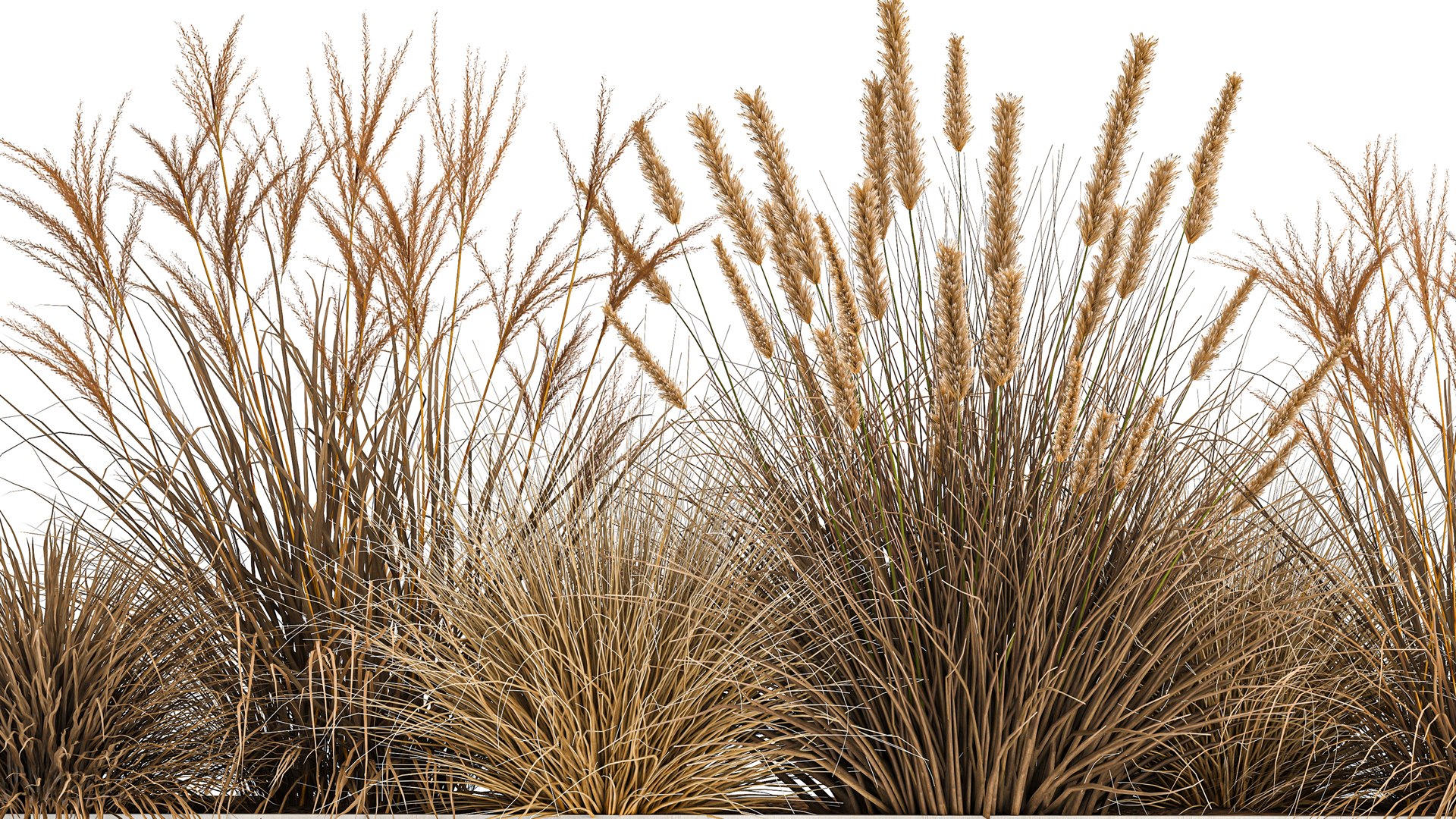 Pampas grass for landscaping 1072 model https://p.turbosquid.com/ts-thumb/SP/YcWuF7/aQ/1pampasgrass1611202105/jpg/1637143664/1920x1080/fit_q87/93db203bb4311b9a6a93d4575d92025774d80525/1pampasgrass1611202105.jpg
