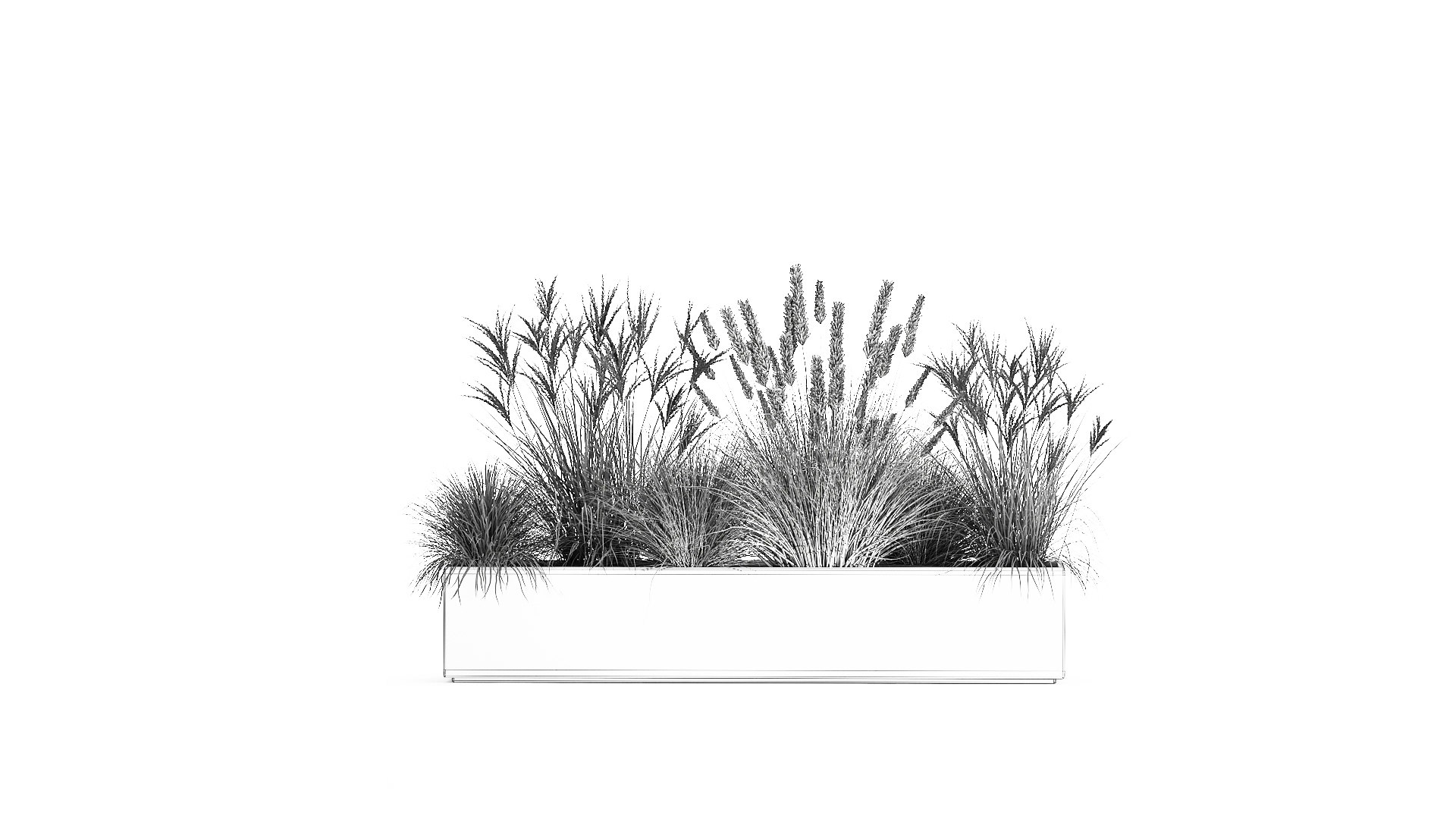 Pampas grass for landscaping 1072 model https://p.turbosquid.com/ts-thumb/SP/YcWuF7/k5/1pampasgrass1611202109/jpg/1637143654/1920x1080/fit_q87/4a539da5d180486f8a079dd3a5acf6eea71f7260/1pampasgrass1611202109.jpg