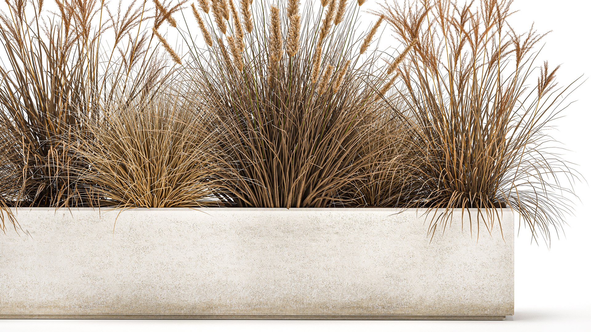 Pampas grass for landscaping 1072 model https://p.turbosquid.com/ts-thumb/SP/YcWuF7/xi/1pampasgrass1611202103/jpg/1637143664/1920x1080/fit_q87/bd8c1a8d2a7db922efc086c52d4a6d3499e71d89/1pampasgrass1611202103.jpg