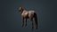 Horse Fawn 2