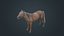 Horse Fawn 2
