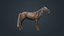 Horse Fawn 2