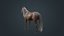 Horse Fawn 2