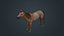Horse Fawn 2
