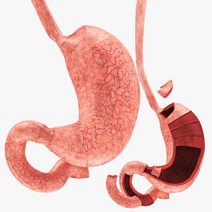 Stomach with anatomic cut 3D model