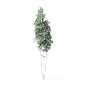 quaking aspen tree 11 3D model