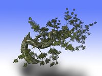 Tree 02