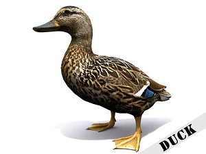 3d model duck