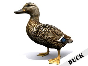 Duck
