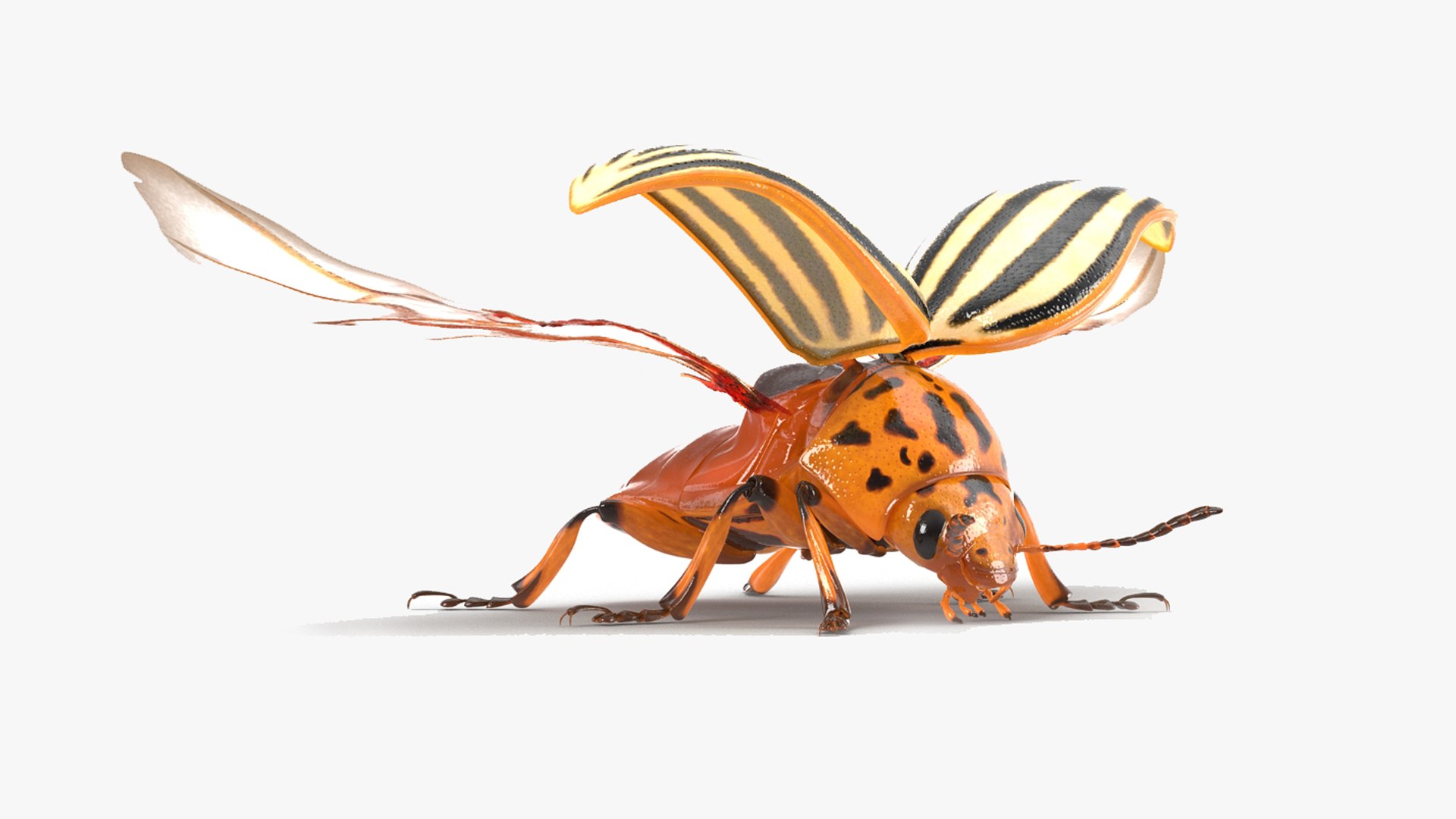 Colorado Potato Beetle 2 Rigged for Cinema 4D 3D model for industrial visualization, technical presentation, simulation, product rendering, and animation
