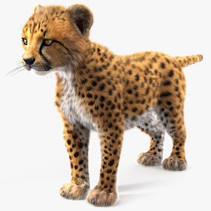 Cheetah Cub Fur 3D model