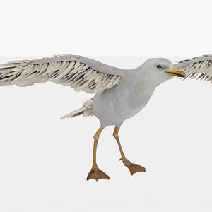 Seagull Rigged and Animated 3D model