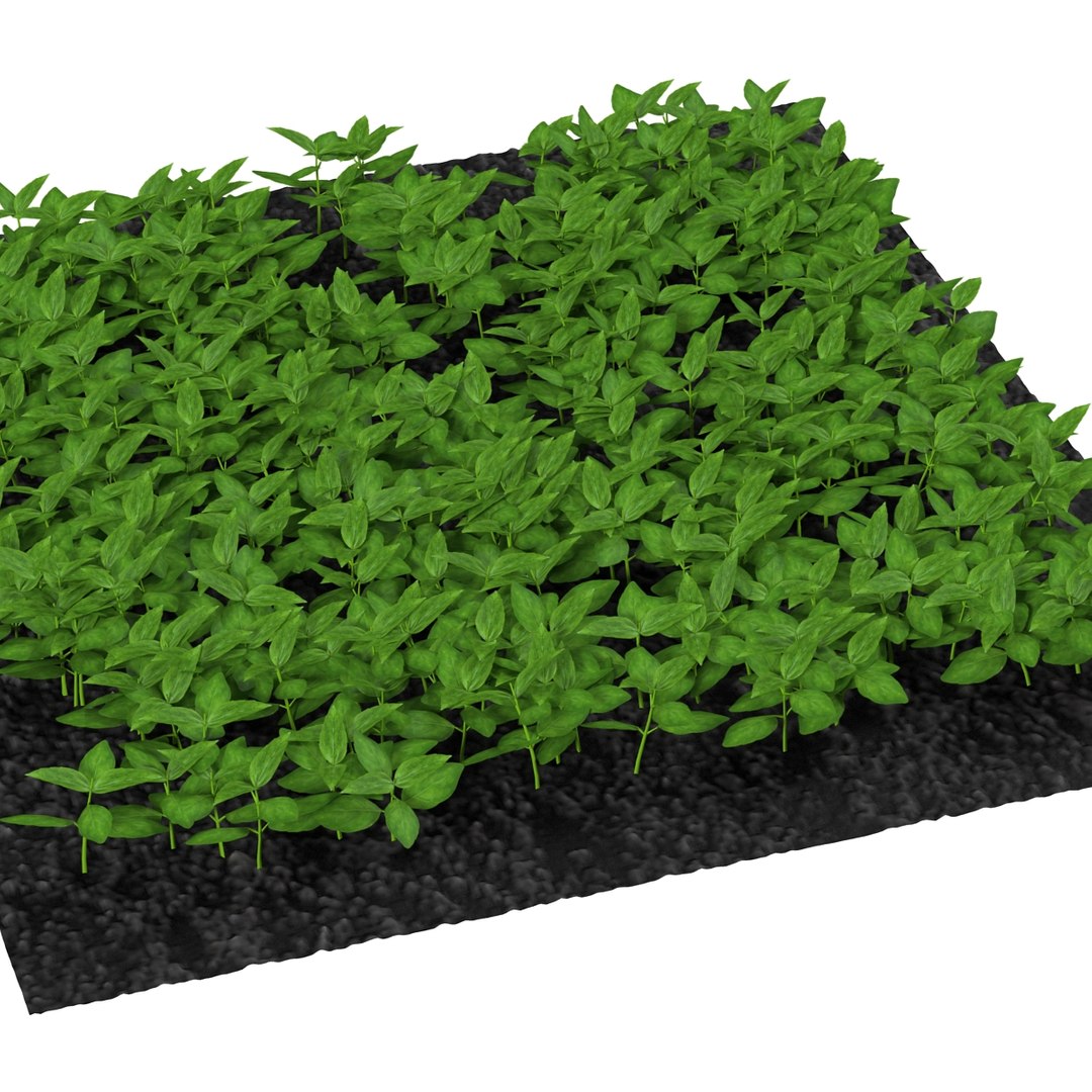 Basil Plants Garden 3d Model