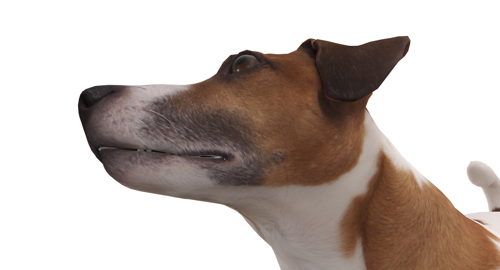 jack russell 3D model https://p.turbosquid.com/ts-thumb/SQ/QN6B0y/A90tFXkA/40012/png/1516640628/1920x1080/fit_q87/fcf20b6f1317454c6ad5d47bb4f9fd1ffb9e9a77/40012.jpg