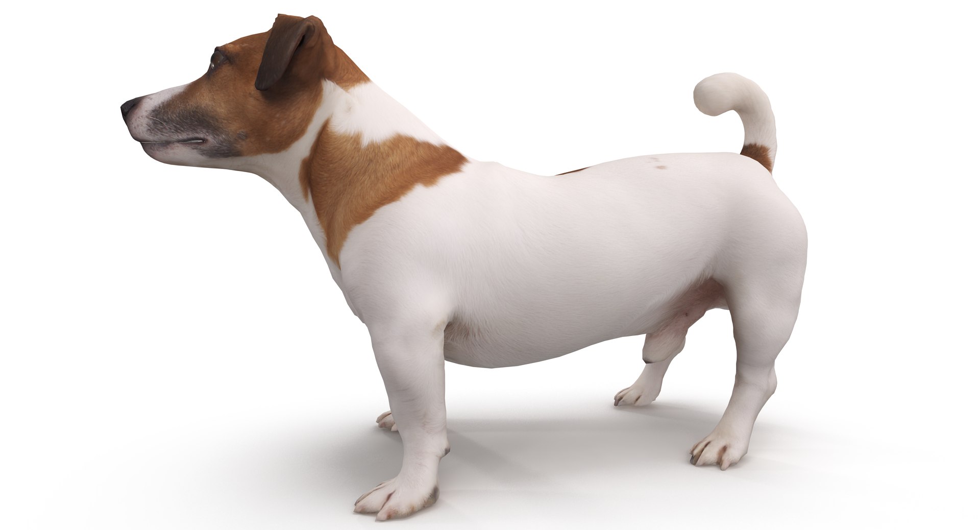 jack russell 3D model https://p.turbosquid.com/ts-thumb/SQ/QN6B0y/AMJNQwbR/40001/png/1516640628/1920x1080/fit_q87/f7c92b2252d9d67e2aad911473e80dba2c6f7fa7/40001.jpg