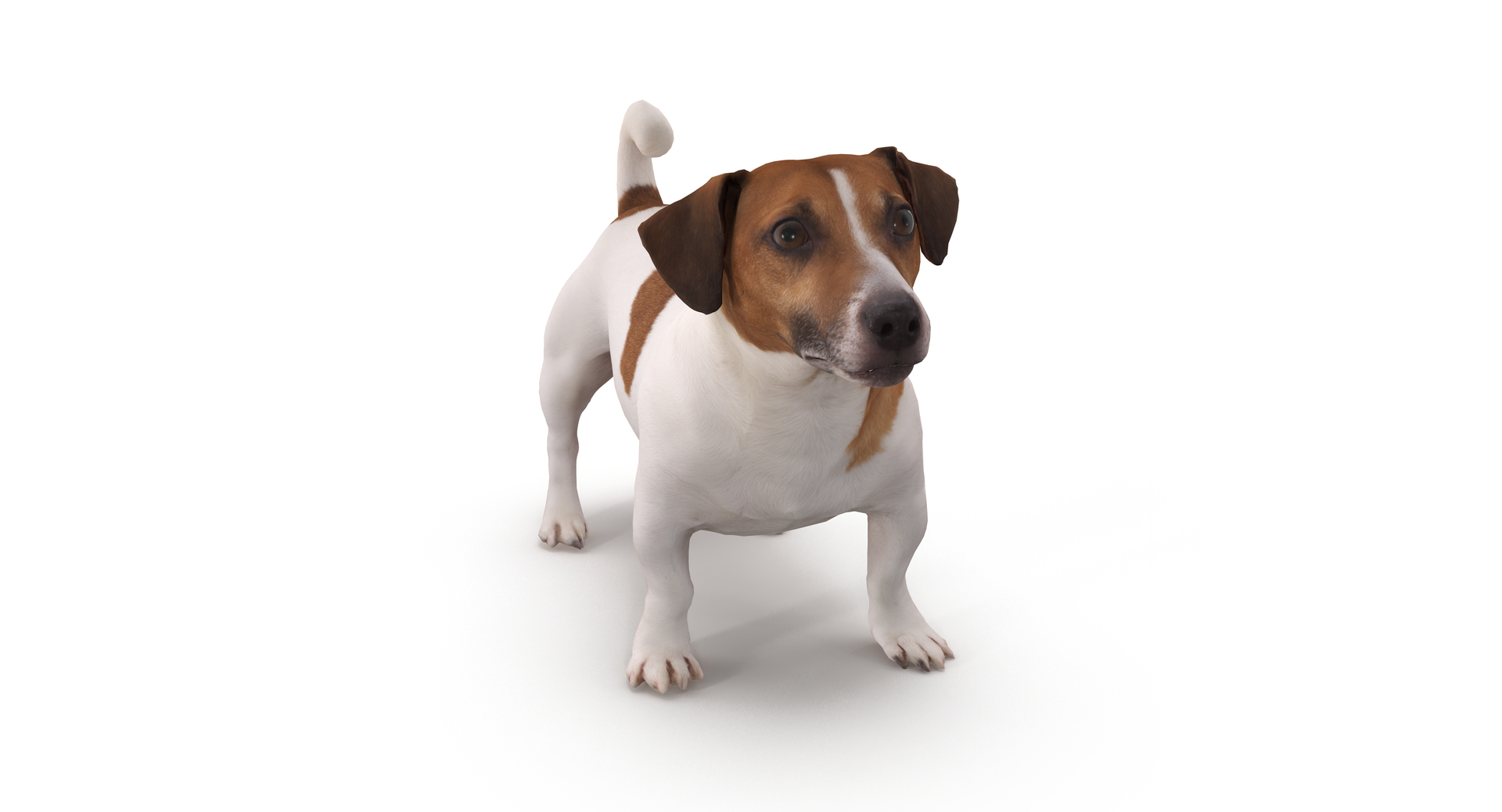 jack russell 3D model https://p.turbosquid.com/ts-thumb/SQ/QN6B0y/AscvFhNI/10000/png/1516640460/1920x1080/turn_fit_q99/099576fc56bd364b6fbc07d2b5dd602335735a0f/10000-1.jpg