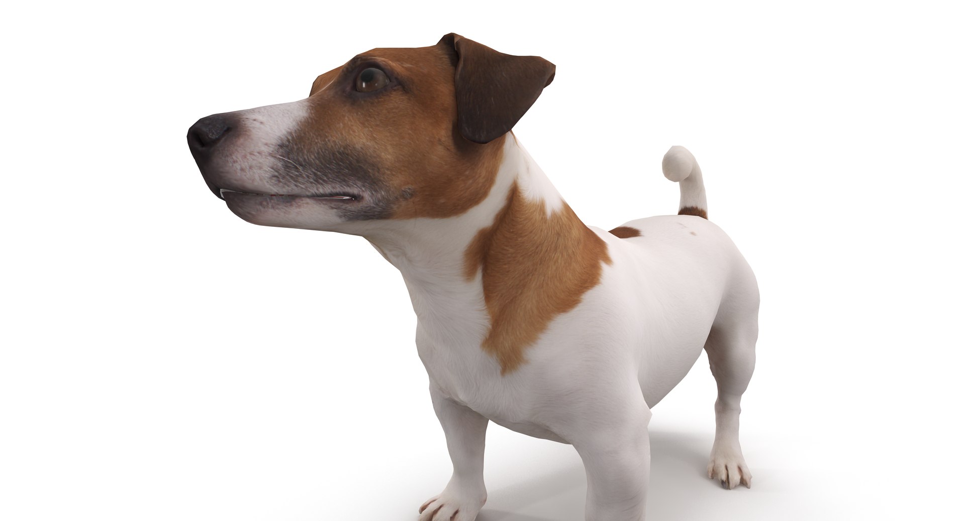jack russell 3D model https://p.turbosquid.com/ts-thumb/SQ/QN6B0y/DBrFVFVZ/40000/png/1516640628/1920x1080/fit_q87/c3664a29178173478f4bc42edb74bbf7917b9a84/40000.jpg