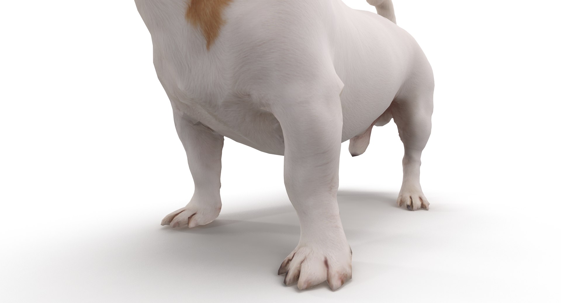 jack russell 3D model https://p.turbosquid.com/ts-thumb/SQ/QN6B0y/FE44TKFn/40002/png/1516640628/1920x1080/fit_q87/05ca37553220a4b45a42f2fdbd928da405bd8832/40002.jpg