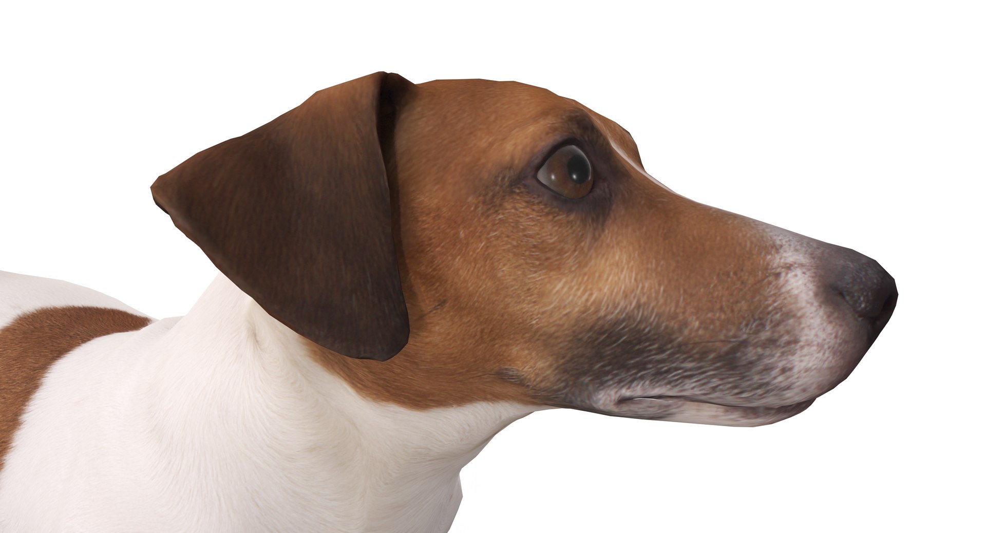 jack russell 3D model https://p.turbosquid.com/ts-thumb/SQ/QN6B0y/KSd19BsR/40011/png/1516640628/1920x1080/fit_q87/cd609c1a620e953d5b0ebcec09afef7520d5bf76/40011.jpg