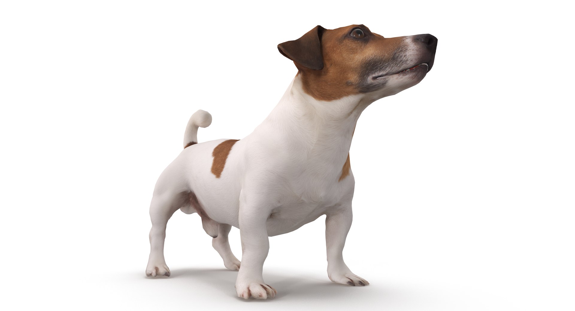 jack russell 3D model https://p.turbosquid.com/ts-thumb/SQ/QN6B0y/Mm2zHOiL/40005/png/1516640628/1920x1080/fit_q87/9b0b20dc7c8ac401928f483a16bb2c66f9b9afab/40005.jpg