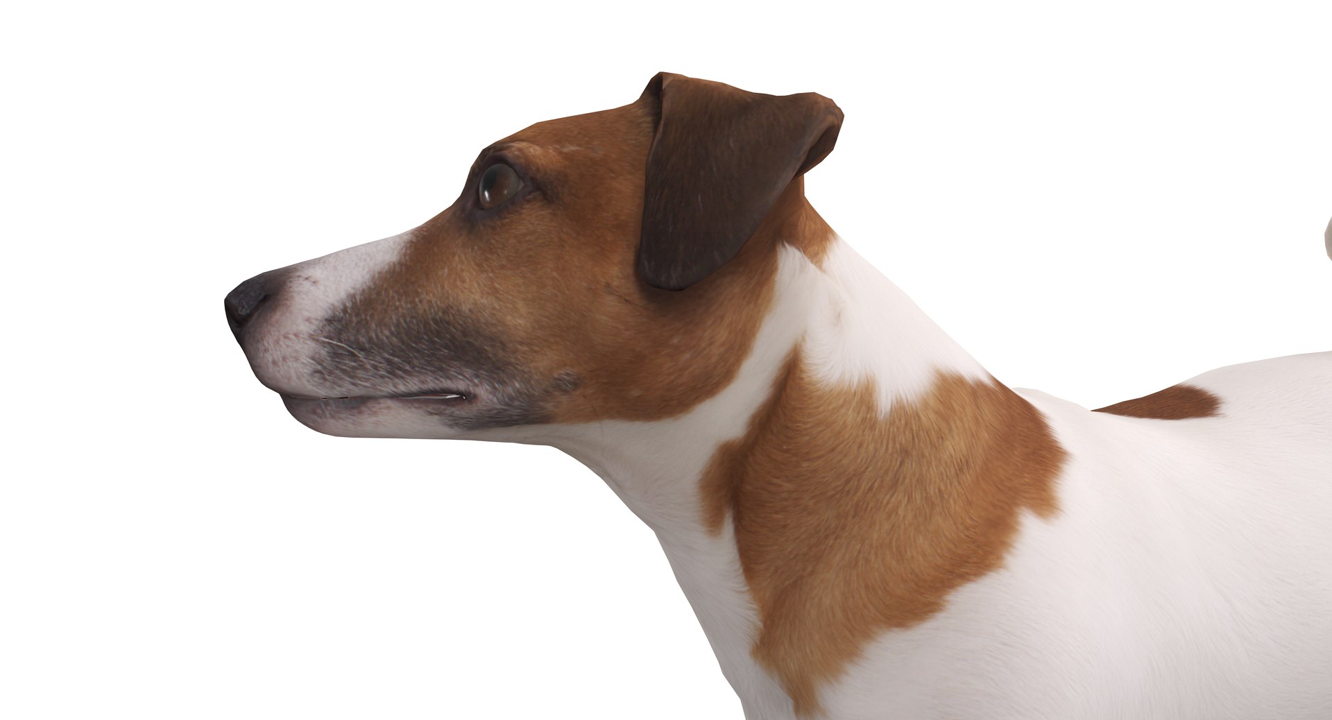 jack russell 3D model https://p.turbosquid.com/ts-thumb/SQ/QN6B0y/UKGsqSM8/40017/png/1516640628/1920x1080/fit_q87/e31a02060574b7b68aa004e506b26d9f427c91ad/40017.jpg