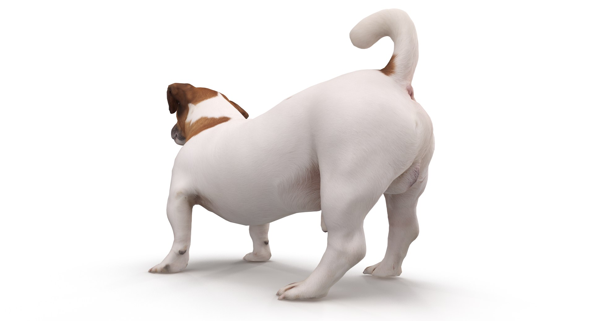 jack russell 3D model https://p.turbosquid.com/ts-thumb/SQ/QN6B0y/aSRLHfSH/40007/png/1516640628/1920x1080/fit_q87/15a5f35751313b5f9a59eb99c56ddf9173592168/40007.jpg