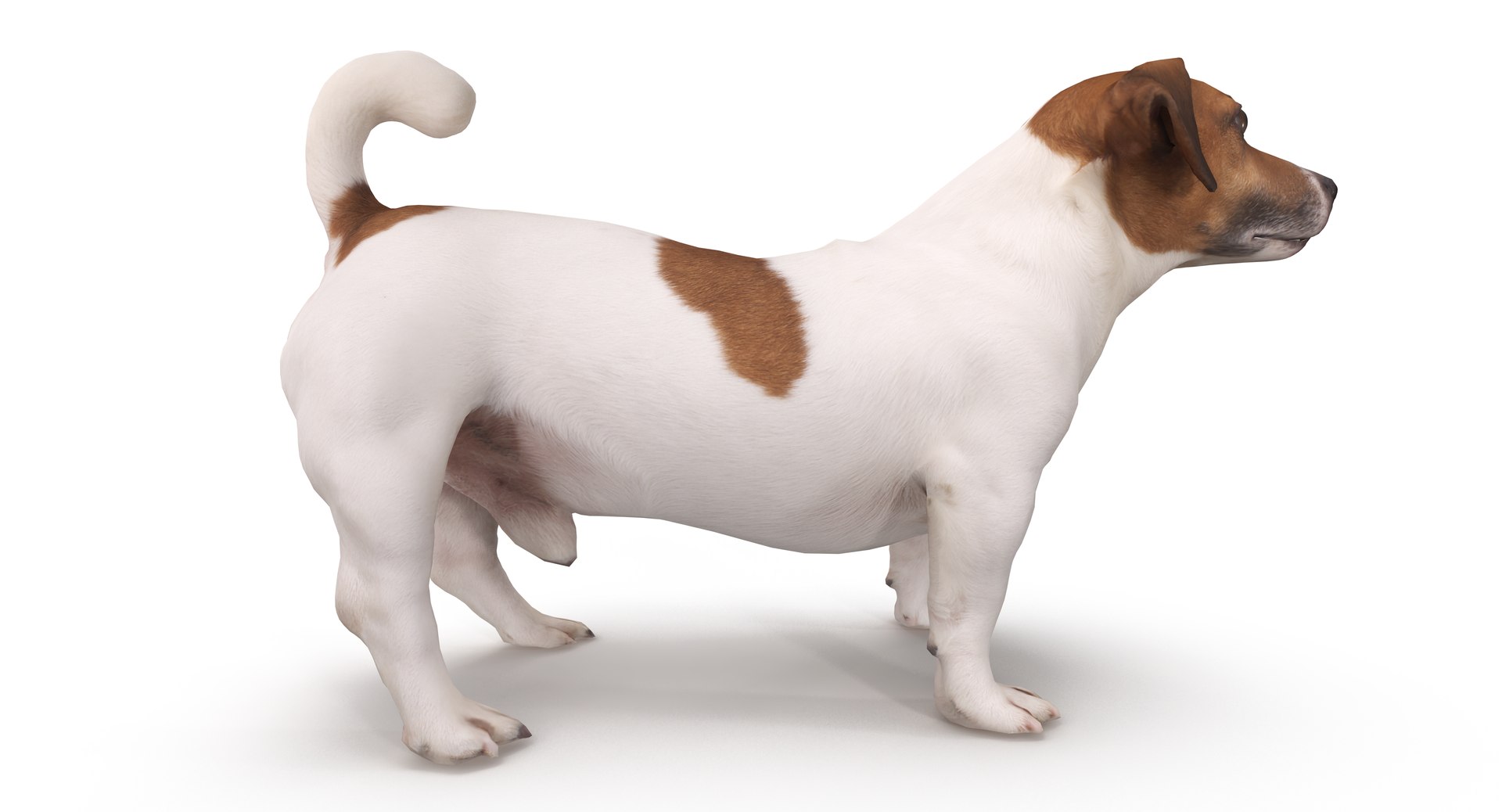 jack russell 3D model https://p.turbosquid.com/ts-thumb/SQ/QN6B0y/bpjRk0FA/40003/png/1516640628/1920x1080/fit_q87/6d404a8410f1f366efbb35bf6f74b645304d10a9/40003.jpg