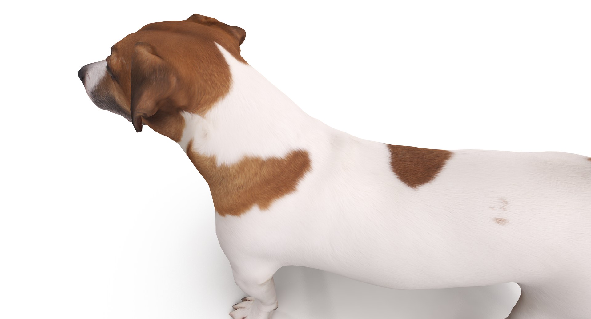 jack russell 3D model https://p.turbosquid.com/ts-thumb/SQ/QN6B0y/i5c0C233/40013/png/1516640628/1920x1080/fit_q87/a72eee4ba70f6889b69404ca5e9dbf2ba58c7a16/40013.jpg