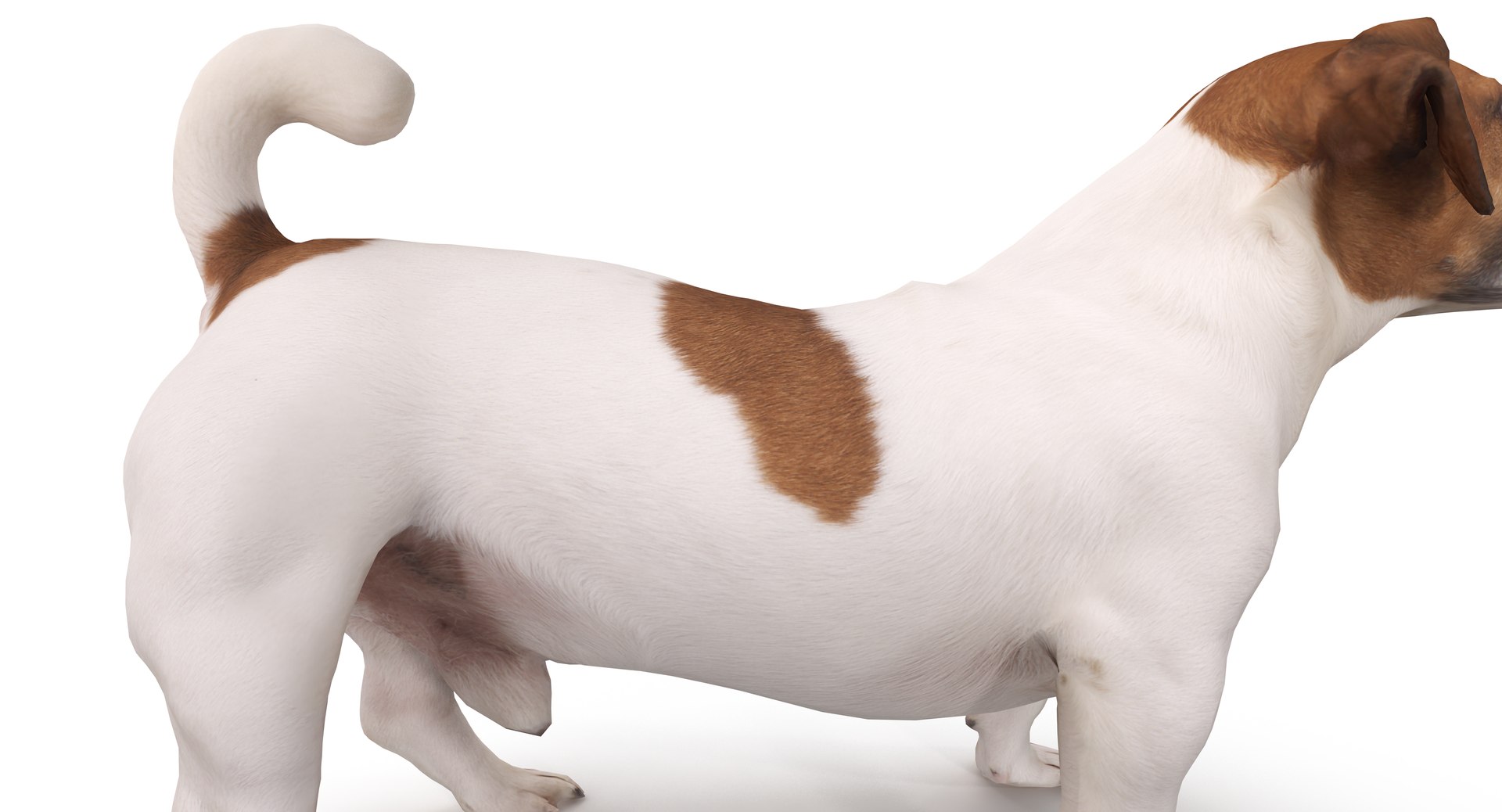 jack russell 3D model https://p.turbosquid.com/ts-thumb/SQ/QN6B0y/rBoiHnqn/40008/png/1516640628/1920x1080/fit_q87/0e87273bd263259af38c7708301d528b383de225/40008.jpg